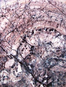 Stromatolites Crytozoon Colony