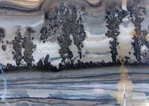 stromatolites Cotham Marble